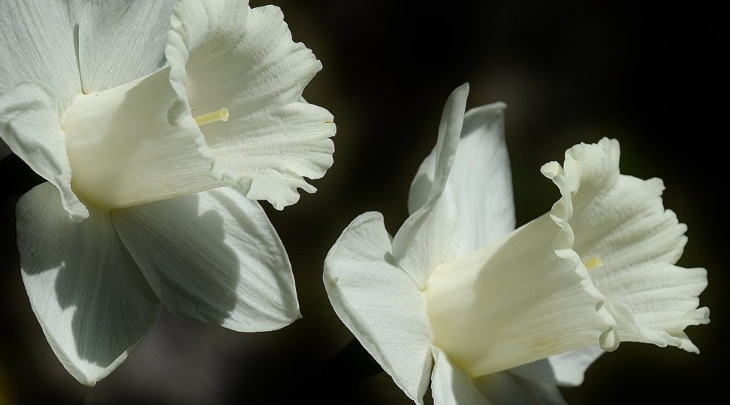 Easter Lily
